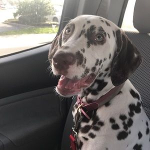 Meet your Posher, Ashley